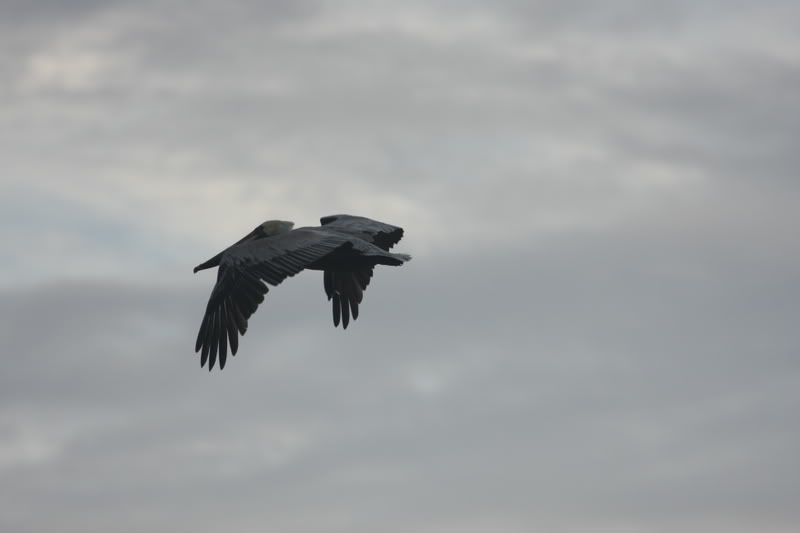 Name:  IMG_9711.jpg
Views: 56
Size:  23.5 KB