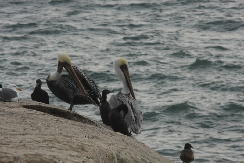 Name:  IMG_9637.jpg
Views: 47
Size:  70.7 KB