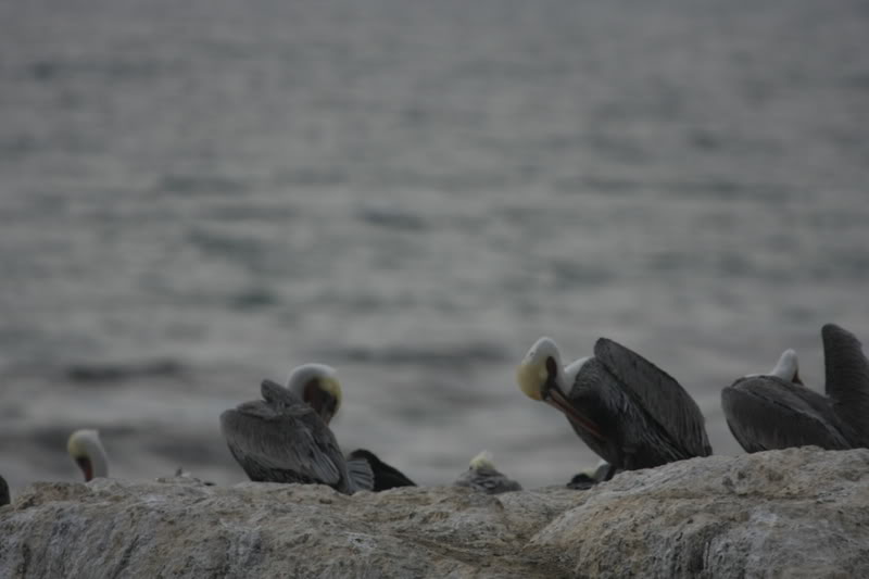 Name:  IMG_9658.jpg
Views: 19
Size:  42.7 KB