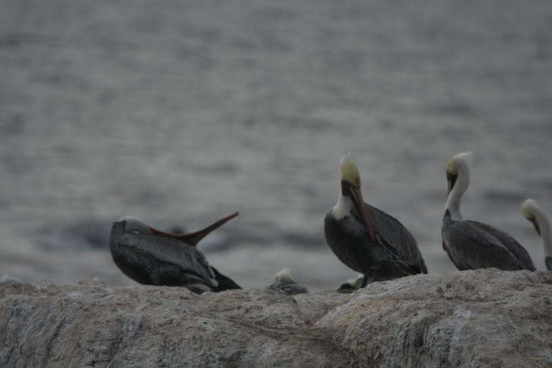 Name:  IMG_9662.jpg
Views: 13
Size:  44.4 KB