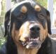 Bosie's Avatar